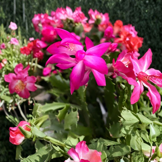 Pink Thanksgiving Cactus – Schlumbergera Live Plant | Rooted in 2-Inch Pot | Pink Blooms | Holiday Cactus | Indoor & Patio Plant
