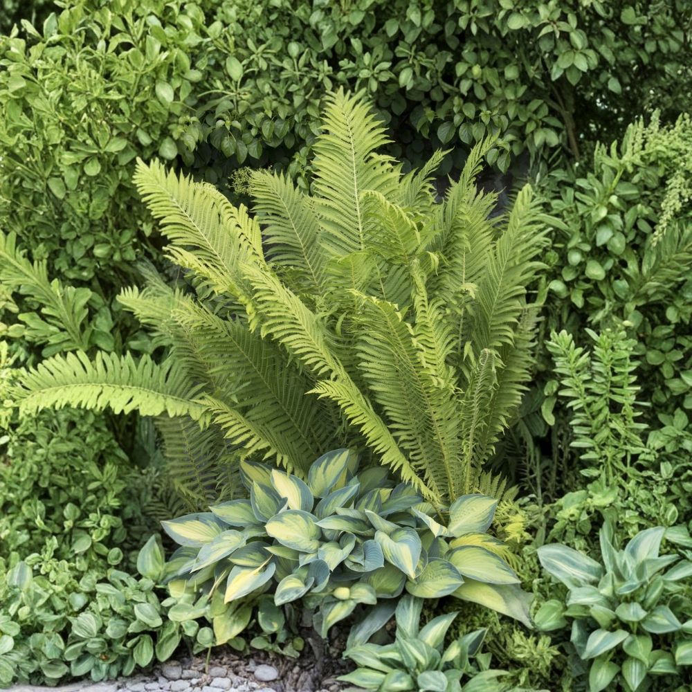 Ostrich Fern – Matteuccia struthiopteris Live Plant | Bare Root | Hardy Shade Perennial | Easy Woodland Garden Fern