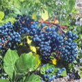 Concord Grape Vine – Vitis labrusca Live Plant | 1 Gallon Size | Sweet Fruit Producing Vine | Includes Root Ball | Vineyard & Garden Friendly | Easy to Grow