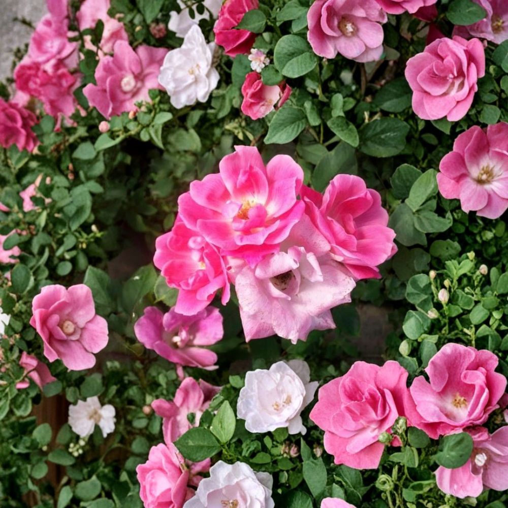 Pink Knock Out® Rose – Rosa 'RADcon' Live Shrub | 2 Gallon Size | Medium Pink Blooms | Disease Resistant Rose | Easy Care Landscape Plant