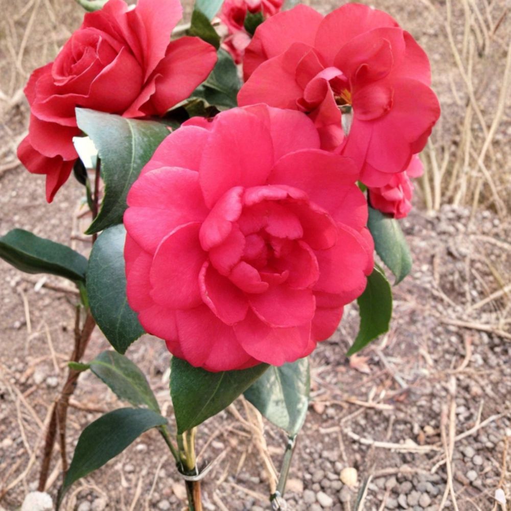 Romany Camellia Japonica Live Starter Plant – Pink Flowering Evergreen Shrub | Hardy Camellia | Zones 7–10