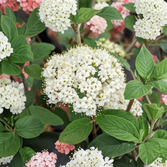 Set of 2 Alleghany Viburnum Live Plants – 6–8 Inches Tall | Includes 3 Inch Nursery Pots | Evergreen Shrubs | Hedge & Privacy Plant