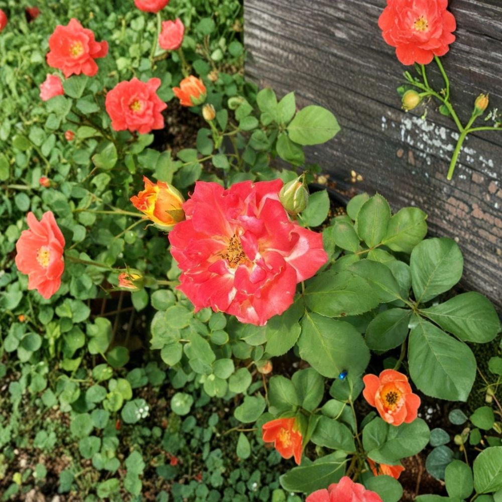 Pinata Rose – Live Bush Plant | 5 Gallon Size | Includes Rooted Rose Ready for Planting | Landscape & Garden Friendly | Easy to Grow