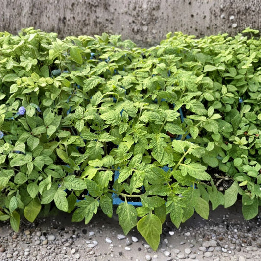 Set of 4 San Marzano Tomato Live Plants – Solanum lycopersicum | 6–10 Inches Tall | Includes Nursery Pots | Heirloom Paste Tomato | Great for Sauces