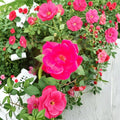 Red Knock Out® Rose – Rosa Live Shrub | 2 Gallon Size | Cherry Red Blooms | Disease Resistant Landscape Rose | Easy Care Garden Plant