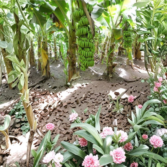 Grand Nain Banana Plant – Musa 'Grand Nain' Live Tropical Fruit Plant | Set of 2 | 4–10 Inches Tall | High-Yield Banana Cultivar | No Pot | Tropical Garden & Patio Friendly