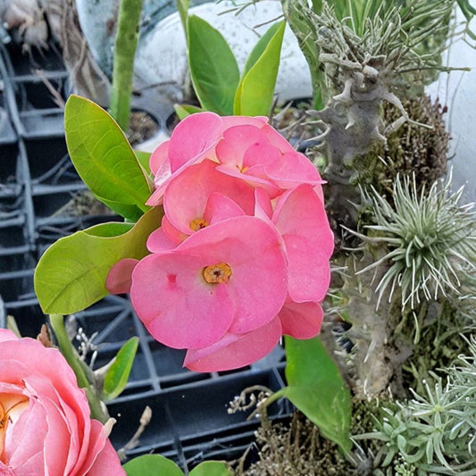 Thai Pink Crown of Thorns Live Plant – Euphorbia milii | 7–12 Inch | Pink Flowering Succulent | Indoor & Patio Plant