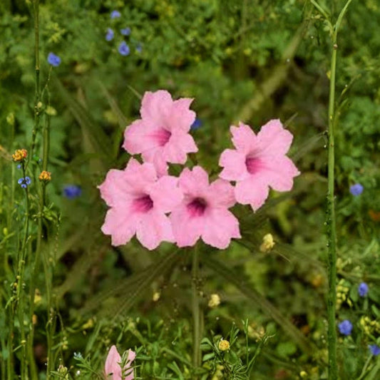 6 Live Pink Mexican Petunia Plants – Ruellia simplex | Includes Plant Plugs | Rooted Flowering Perennials | Patio & Garden Friendly