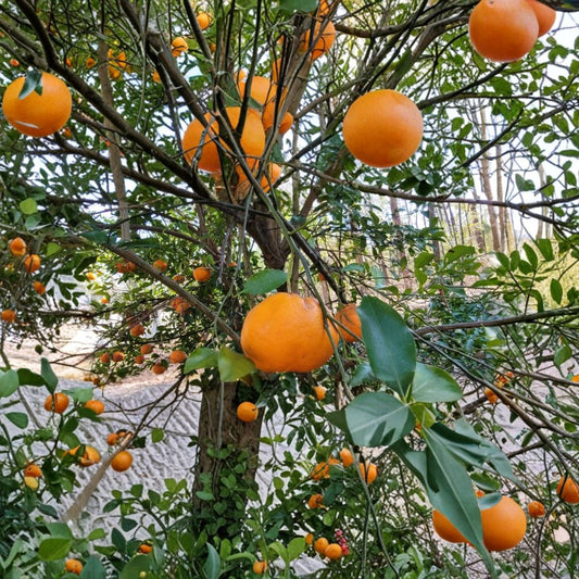 Satsuma Mandarin Tree – Citrus Live Seedling | 4–10 Inches Tall | Bare Root | Sweet Easy-Peel Fruit Tree | Container Friendly | Backyard Orchard