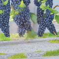 Mars Seedless Grape Vine – Vitis Live Plant | 3 Gallon Size | Sweet Seedless Grapes | Hardy Fruit Vine | Easy to Grow