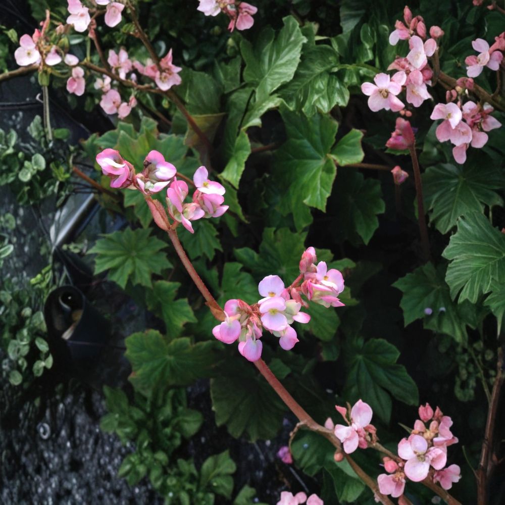 Begonia Hercules – Begonia heracleifolia Live Plant | 6–10 Inches Tall | Well-Rooted Starter | Huge Leaf Shade Plant | Pink Flower Heirloom Begonia