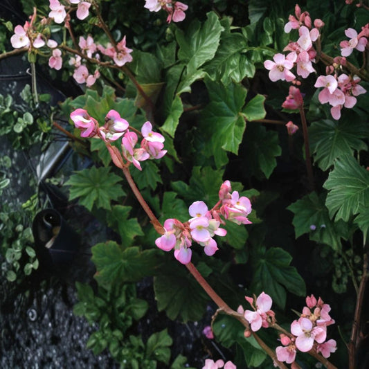 Begonia Hercules – Begonia heracleifolia Live Plant | 6–10 Inches Tall | Well-Rooted Starter | Huge Leaf Shade Plant | Pink Flower Heirloom Begonia