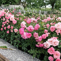 Sweet Drift Rose – Live Bush Plant | 3 Gallon Size | Includes Rooted Ground Cover Rose Ready for Planting | Landscape & Garden Friendly | Easy to Grow