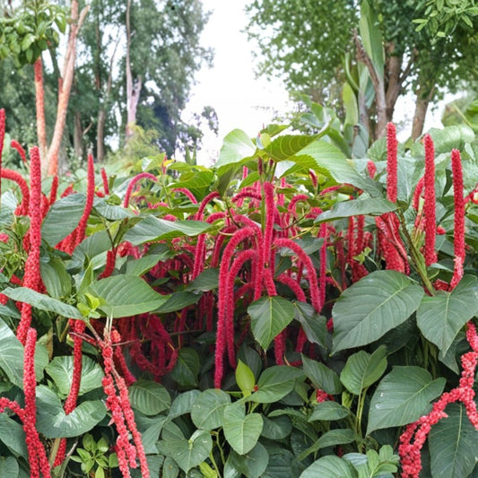 3 Live Chenille Firetail Acalypha Plants – Acalypha hispida | 4–6 Inches Tall | Ships Bare Root | Tropical Red Cat Tail Plant