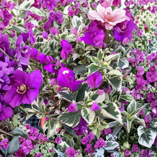 Set of 2 Blueberry Ice Bougainvillea Live Plants – 4–7 Inches Tall | Ships Bare Root (No Pot) | Tropical Flowering Vine | Indoor & Outdoor Friendly