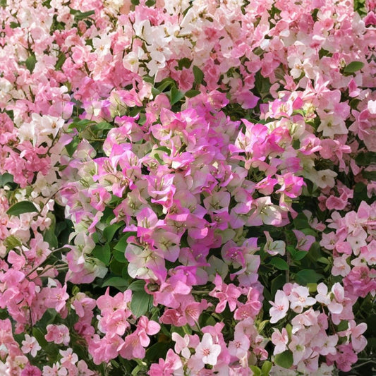 White Pink Bougainvillea – Bougainvillea Live Plant | 5–10 Inches Tall | Includes 4-Inch Pot | Flowering Tropical Vine | Drought Tolerant | Trellis & Patio Plant