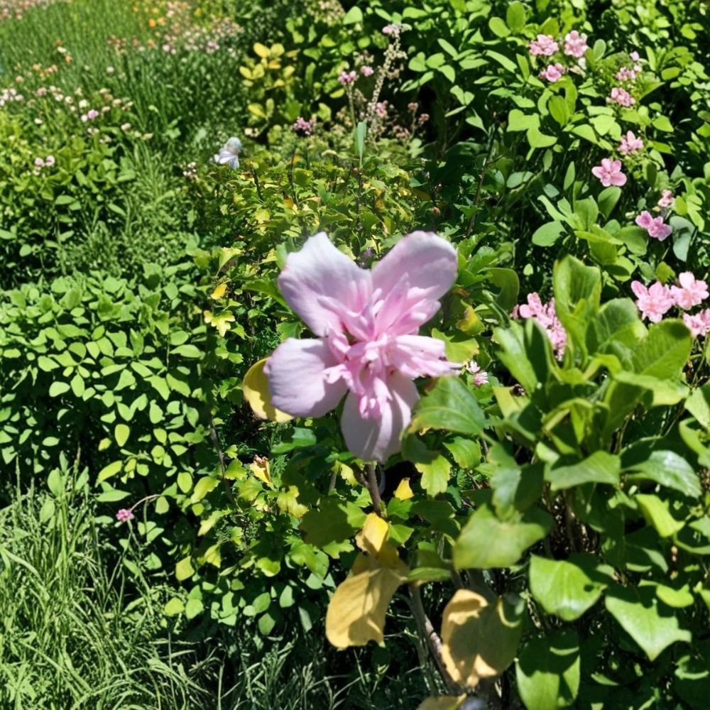 Double Flower Pink Rose of Sharon – Hibiscus syriacus Live Plant | 1 Gallon Size | Double Pink Blooms | Hardy Flowering Shrub | Easy to Grow