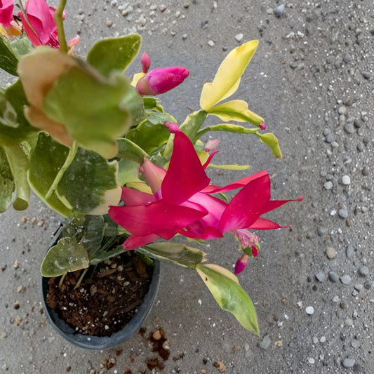 Variegated Christmas Cactus Live Plant – Rooted Heirloom Schlumbergera | Rare Cream Variegated Foliage | Magenta Blooms | Bare Root
