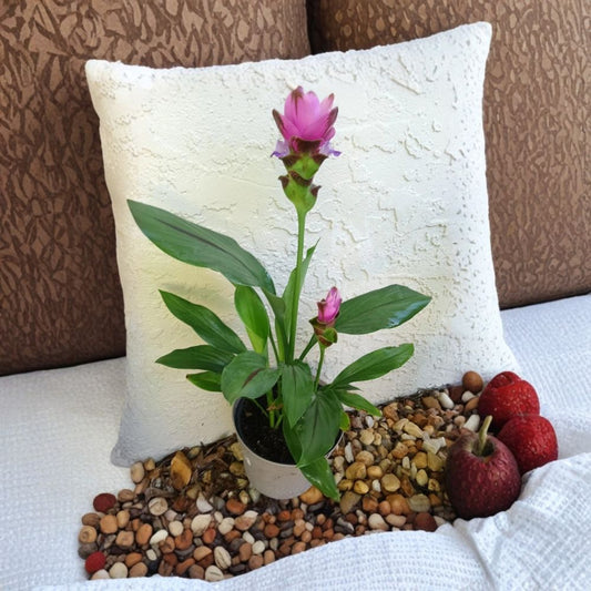 Pink Siam Tulip Live Plant | Curcuma alismatifolia | Large Bare Root Ginger Plant | Tropical Flowering Perennial | Zones 8–11
