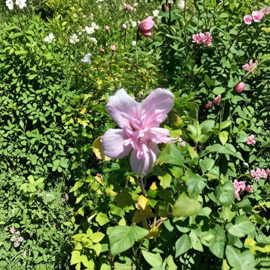 Double Flower Pink Althea – Hibiscus syriacus Live Plant | 1 Gallon Size | Rose of Sharon Shrub | Double Pink Blooms | Easy to Grow