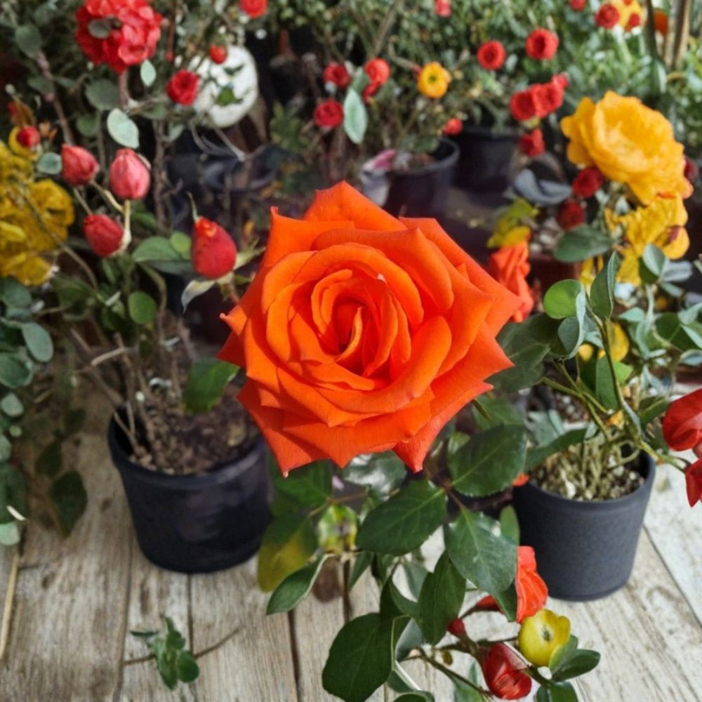 Marina Floribunda Rose – Rosa hybrida Live Plant | 3 Gallon Size | Salmon Orange Everblooming Rose Bush | Includes Root Ball | Garden & Landscape Friendly | Easy to Grow