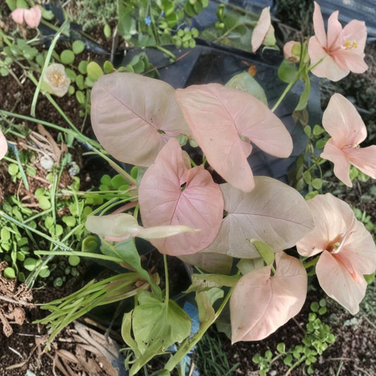 Syngonium Pink Splash Live Plant – 10 Inch Arrowhead Plant | 8+ Leaves | Pink Variegated Foliage | Potted Tropical Houseplant | Easy Care