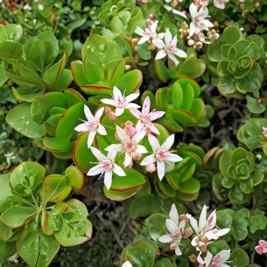 Crassula Ovata Jade Plant – Fully Rooted Live Succulent | 2-Inch Pot | Low Maintenance Houseplant | Indoor Succulent | Good Luck Plant