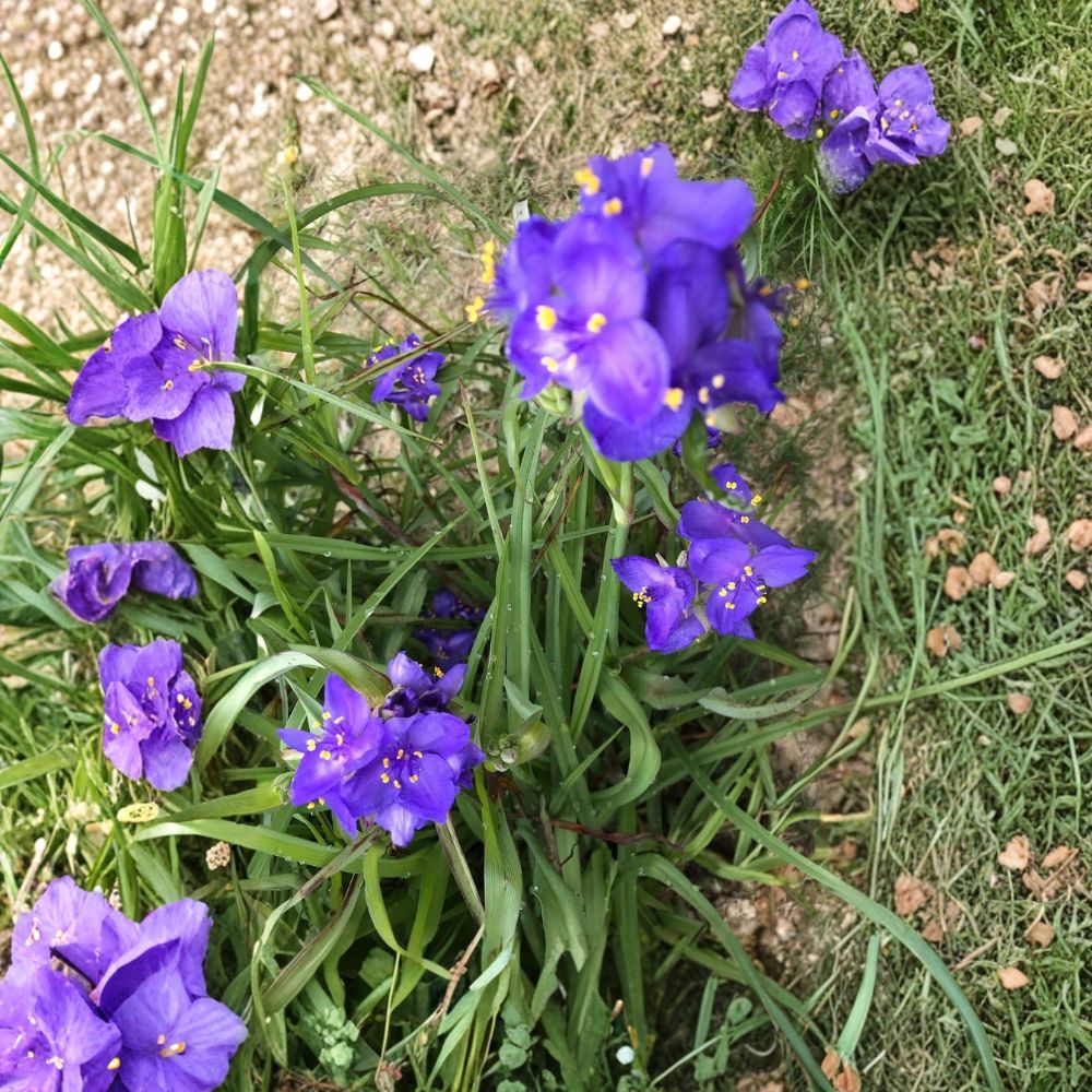 25 Live Spiderwort Rhizomes – Tradescantia | Bare Root Perennial Bulbs | Purple Flowering Plants | Hardy Garden Favorite