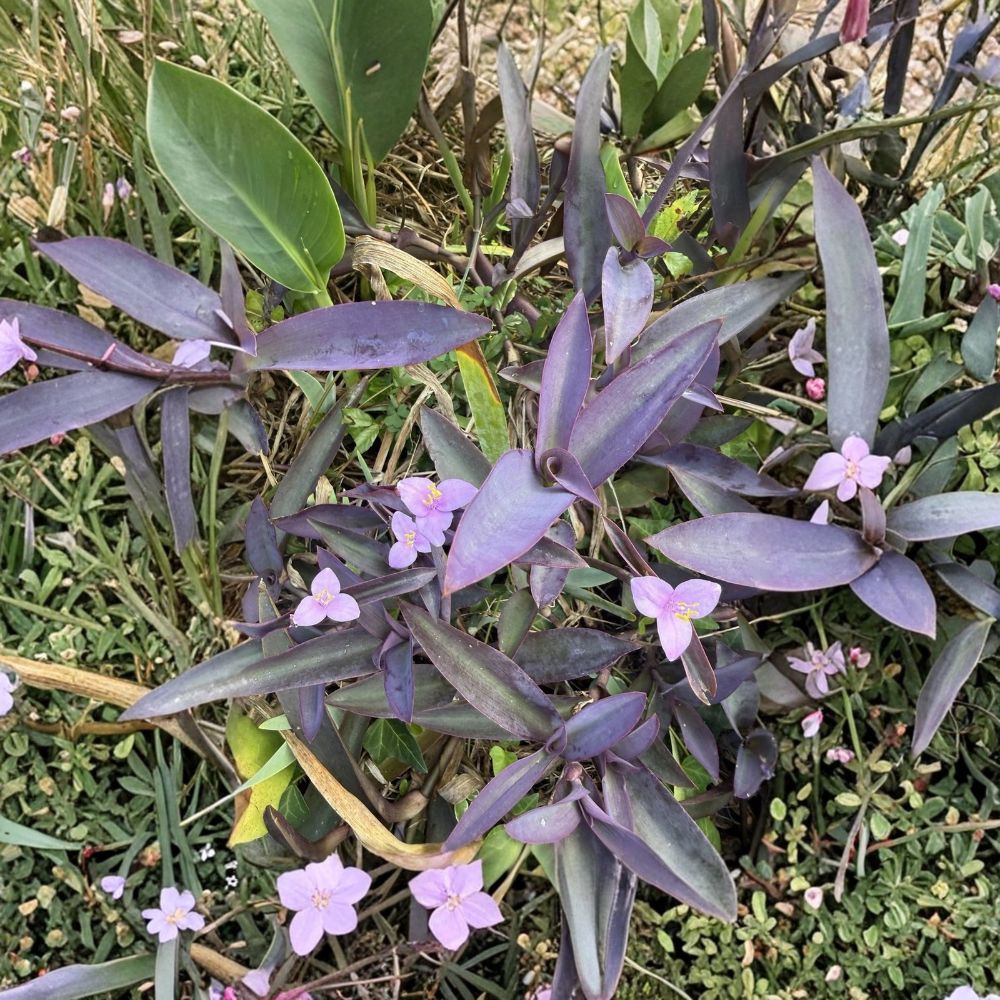 Purple Heart / Purple Queen Live Plants – 2 Tradescantia pallida Cuttings | Deep Purple Foliage | Pink Flowers | Groundcover