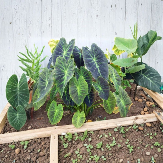 Illustris Colocasia – Colocasia Elephant Ear Live Plant | 3-Inch Starter | Ships Without Pot | Dark Stems & Veined Foliage | Tropical Garden Plant