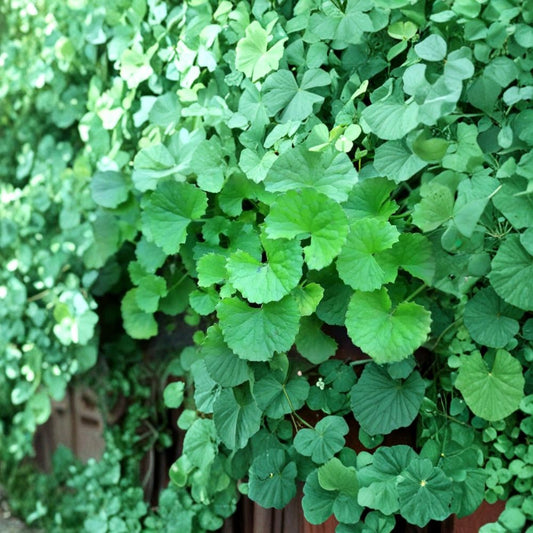 15 Live Indian Pennywort Plants – Centella asiatica | Bare Root Gotu Kola | Edible Medicinal Herb | Ground Cover Perennial