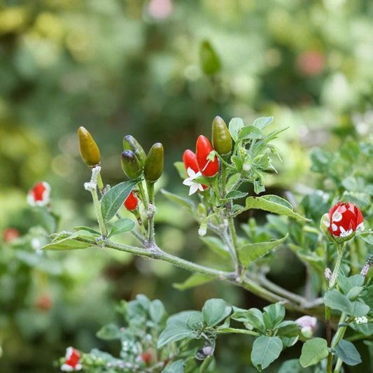 Chile Pequin Pepper Live Plant – Capsicum annuum var. glabriusculum | 1 Potted Plant | Hot Chili Pepper | 40,000–60,000 SHU | Container & Garden Friendly