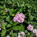 Nikko Blue Hydrangea – Hydrangea macrophylla Live Plant | 3 Gallon Size | Blue Flowering Shrub | Includes Root Ball | Garden & Landscape Friendly | Easy to Grow