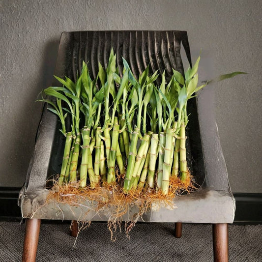 10 Lucky Bamboo Live Plants | 4 Inches Tall | Includes 3 Gold Wires | Indoor Water Plant | Feng Shui Gift | Easy-Care Houseplant