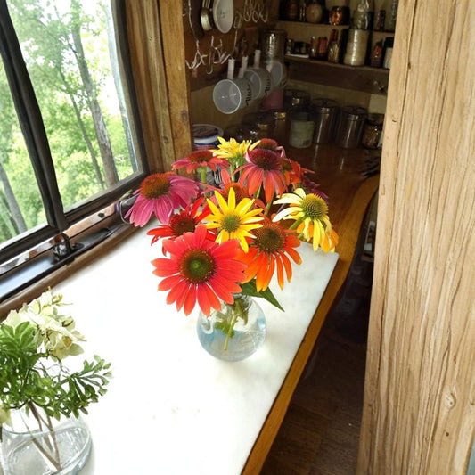 Set of 4 Echinacea 'Cheyenne Spirit' Live Perennial Plug Plants – Mixed Color Coneflowers | Baby Plants | Pollinator Friendly | Easy to Grow