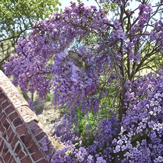 Purple Wisteria Vine – Wisteria Live Plant | 2 Gallon Size | Fragrant Purple Flowers | Fast Growing Climbing Vine | Easy to Grow