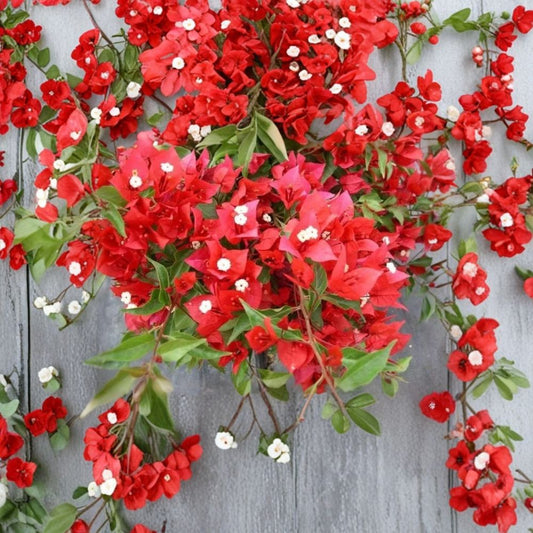 2 Live Flame Bougainvillea Plants – 4–6 Inch Starters | Vibrant Red Bracts | Tropical Flowering Vine | No Pot