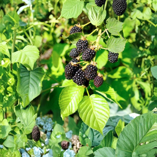 2 Live Triple Crown Thornless Blackberry Plants – 4–6 Inch Starters | Rubus | No Pot | Edible Fruit Garden Plant