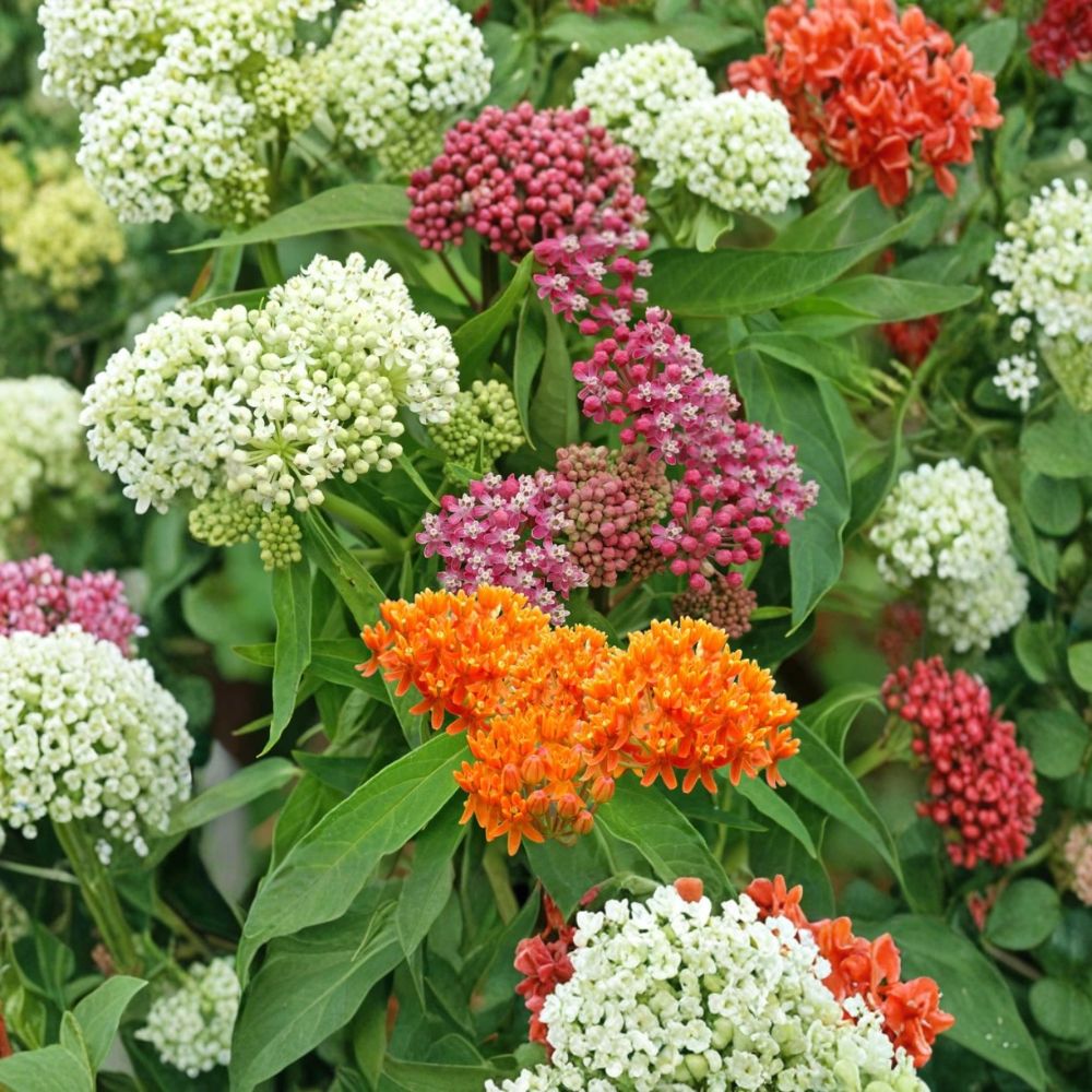 Milkweed Mix Live Plants – Asclepias spp. | 2–5 Inches Tall | Ships Bare Root | Monarch Butterfly Host Plant | Pollinator Garden Favorite