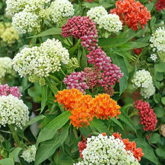 Milkweed Mix Live Plants – Asclepias spp. | 2–5 Inches Tall | Ships Bare Root | Monarch Butterfly Host Plant | Pollinator Garden Favorite