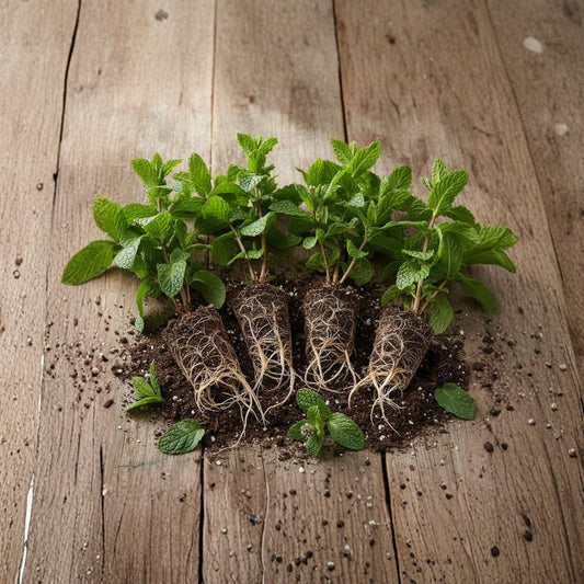 Peppermint Live Plants | 5 Bare Root Plants | Mentha × piperita | Hardy Culinary Herb | Tea & Herb Garden | Easy to Grow