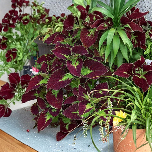 Dipt In Wine Coleus – Set of 3 Live Plants | 4–6 Inches Tall | No Pot | Colorful Ornamental Foliage | Easy to Grow