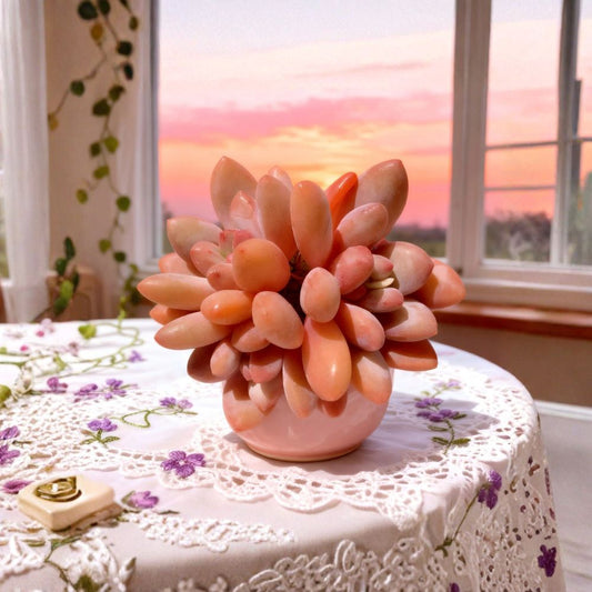 xPachyveria ‘Elaine’ – Rare Live Succulent Plant | Bare Root | Professionally Trimmed Roots | Easy Care | Indoor & Outdoor Succulent