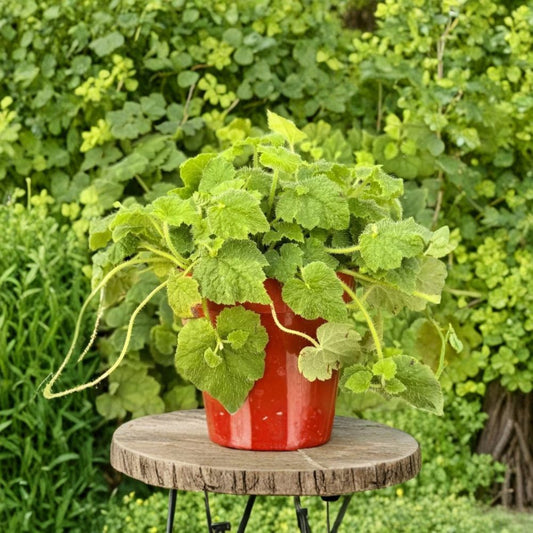 Piggyback Plant Live – Tolmiea menziesii | 4 Inch Nursery Pot | Shade-Loving Houseplant | Ground Cover Plant | Easy to Grow