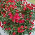 Red Oleander – Nerium oleander Live Plant | 2 Gallon Size | Red Flowering Shrub | Includes Root Ball | Landscape & Garden Friendly | Easy to Grow