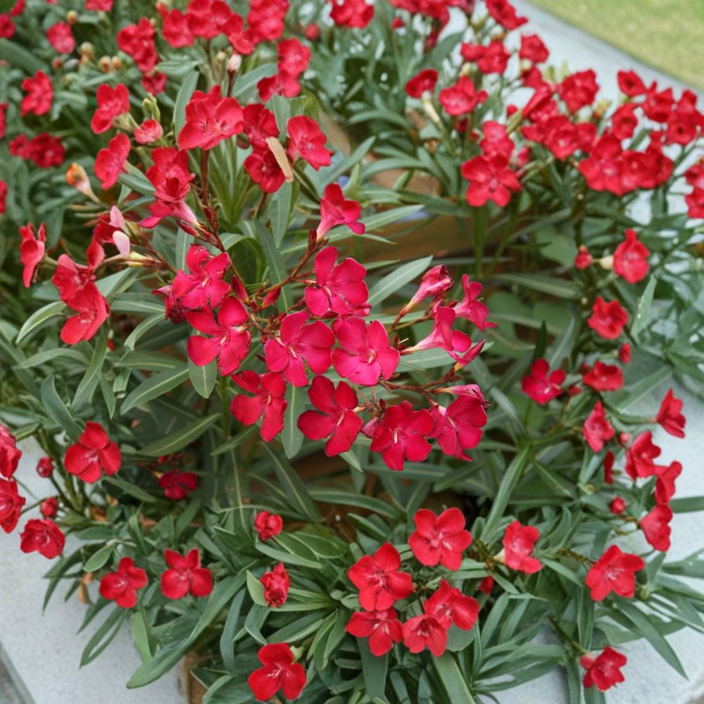 Red Oleander – Nerium oleander Live Plant | 2 Gallon Size | Red Flowering Shrub | Includes Root Ball | Landscape & Garden Friendly | Easy to Grow