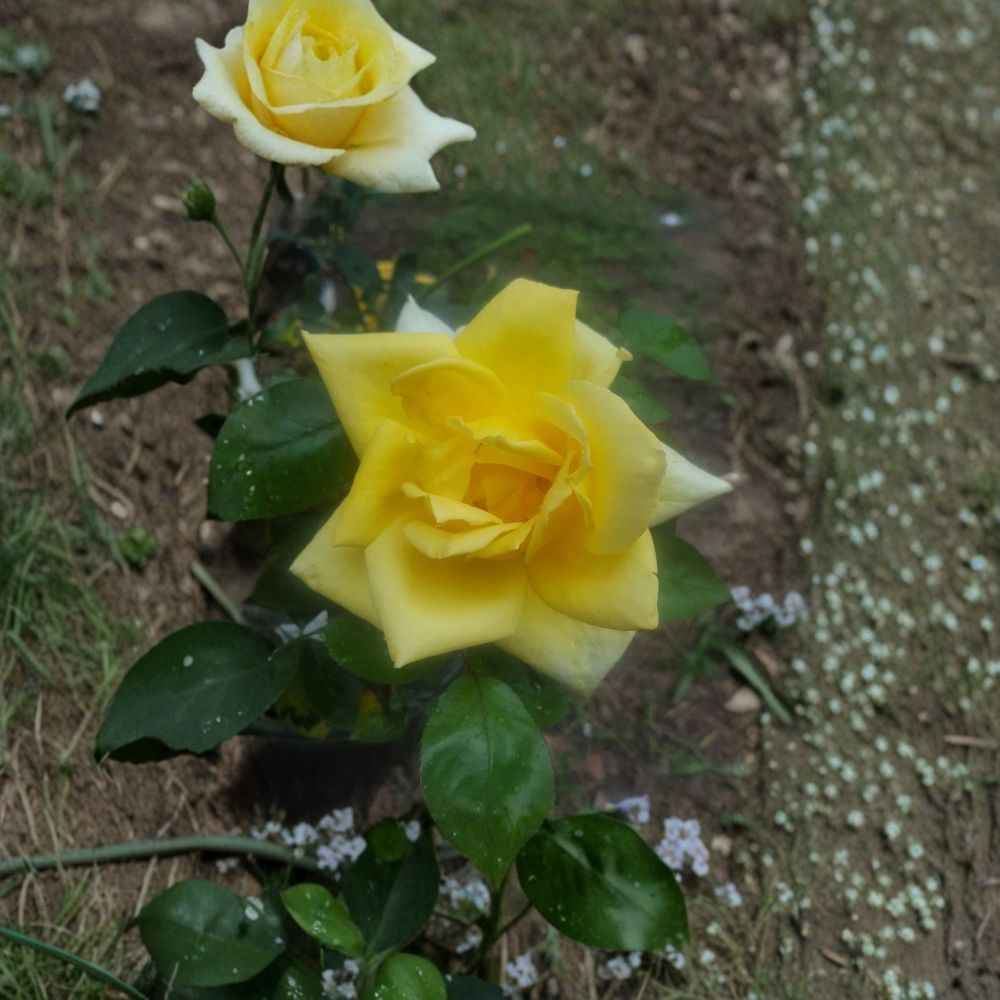 Oregold Grandiflora Rose – Live Bush Plant | 5 Gallon Size | Includes Rooted Rose Ready for Planting | Landscape & Garden Friendly | Easy to Grow