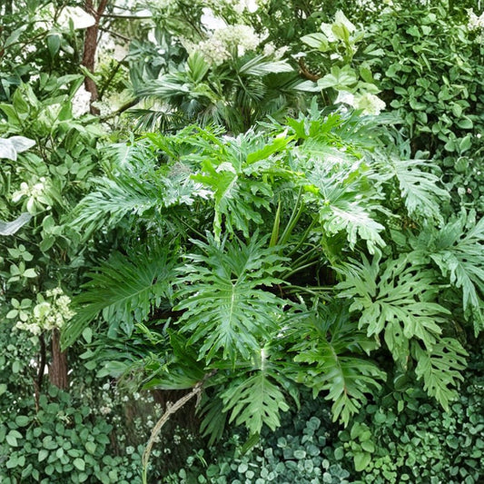 Philodendron Selloum Live Plant – Set of 2 | 4 Inch Pot | Tropical Split-Leaf Foliage | Large Glossy Leaves | Indoor Houseplant & Patio Friendly