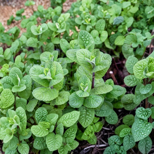 Mojito Mint – Mentha × villosa Live Herb Plant | 3-Inch Pot | Culinary & Tea Garden Mint | Fresh Beverage Herb | Container Friendly