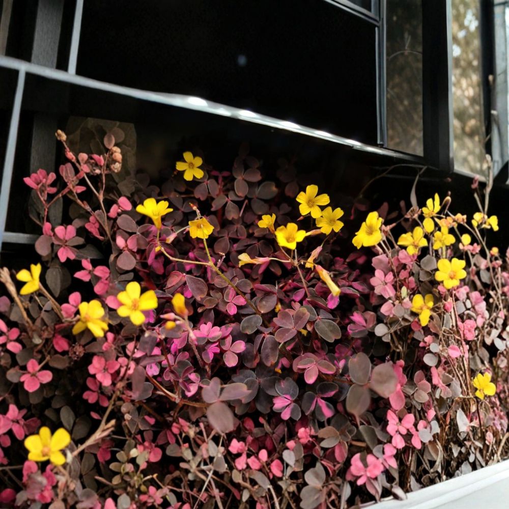 Oxalis Plant – Live Burgundy & Yellow Foliage | 3–4 Inches Tall | Ships Bare Root | Colorful Ornamental Houseplant | Easy to Grow
